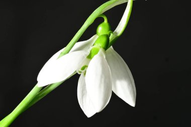 Güzel, parlak kar damlası çiçeği, kapat