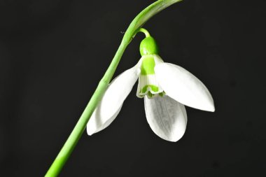 Güzel, parlak kar damlası çiçeği, kapat