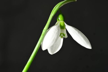 Güzel, parlak kar damlası çiçeği, kapat