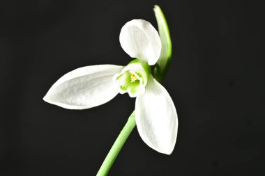 Güzel, parlak kar damlası çiçeği, kapat