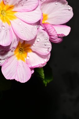 güzel parlak çiçekler çiçeklenme, yakın