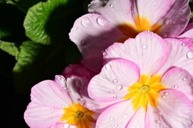 güzel parlak çiçekler çiçeklenme, yakın