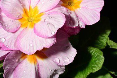 güzel parlak çiçekler çiçeklenme, yakın