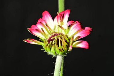 Güzel parlak Gerbera çiçeği, kapat