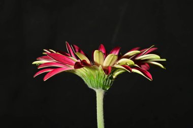 Güzel parlak Gerbera çiçeği, kapat