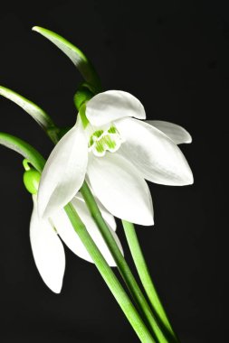 Siyah zemin üzerinde güzel beyaz kar damlaları, yakın çekim