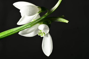 Siyah zemin üzerinde güzel beyaz kar damlaları, yakın çekim