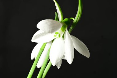 Siyah zemin üzerinde güzel beyaz kar damlaları, yakın çekim