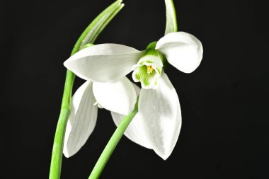 Siyah zemin üzerinde güzel beyaz kar damlaları, yakın çekim