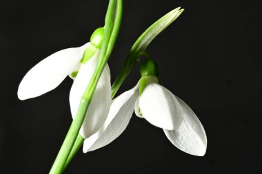 Siyah zemin üzerinde güzel beyaz kar damlaları, yakın çekim