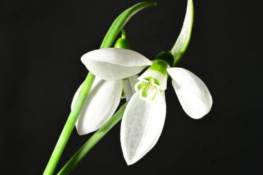 Siyah zemin üzerinde güzel beyaz kar damlaları, yakın çekim