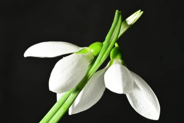 Siyah zemin üzerinde güzel beyaz kar damlaları, yakın çekim