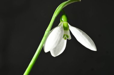 Güzel, parlak kar damlası çiçeği, kapat