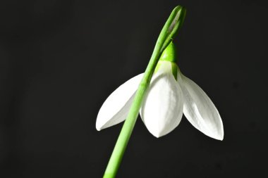 Güzel, parlak kar damlası çiçeği, kapat