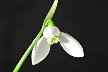 Güzel, parlak kar damlası çiçeği, kapat