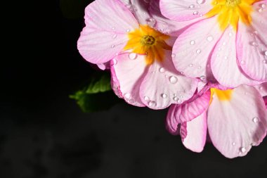 güzel parlak çiçekler çiçeklenme, yakın