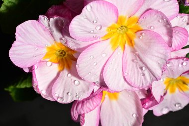 güzel parlak çiçekler çiçeklenme, yakın