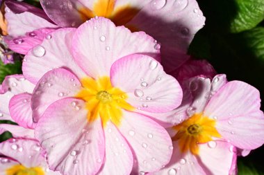 güzel parlak çiçekler çiçeklenme, yakın