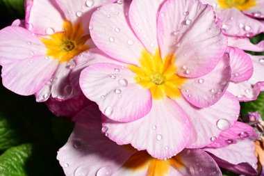 güzel parlak çiçekler çiçeklenme, yakın