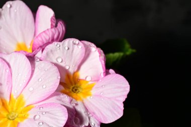 güzel parlak çiçekler çiçeklenme, yakın