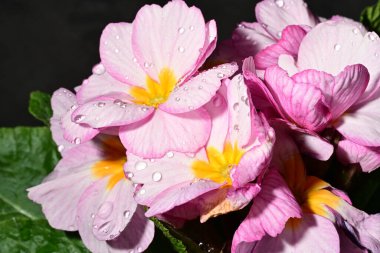 güzel parlak çiçekler çiçeklenme, yakın