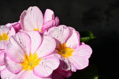 güzel parlak çiçekler çiçeklenme, yakın