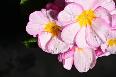 güzel parlak çiçekler çiçeklenme, yakın