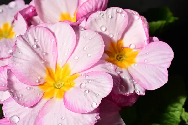 güzel parlak çiçekler çiçeklenme, yakın