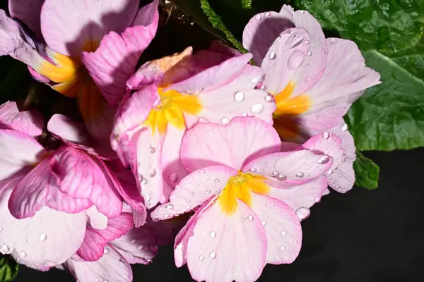 güzel parlak çiçekler çiçeklenme, yakın