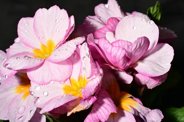 güzel parlak çiçekler çiçeklenme, yakın