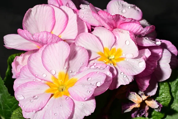 güzel parlak çiçekler çiçeklenme, yakın