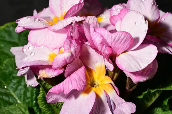 güzel parlak çiçekler çiçeklenme, yakın