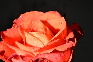 Güzel parlak gül çiçeği, kapat