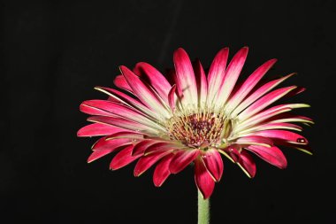 Koyu arkaplanda güzel parlak bir çiçek 