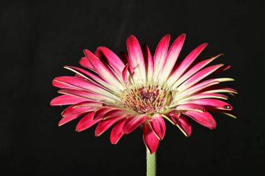 Koyu arkaplanda güzel parlak bir çiçek 