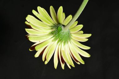 Koyu arkaplanda güzel parlak bir çiçek 