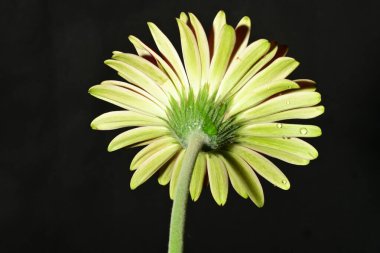 Koyu arkaplanda güzel parlak bir çiçek 