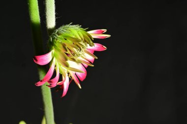 Koyu arkaplanda güzel parlak bir çiçek 