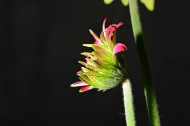 Koyu arkaplanda güzel parlak bir çiçek 