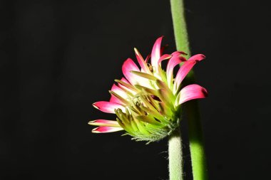 Koyu arkaplanda güzel parlak bir çiçek 