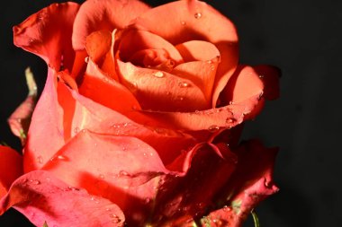 Güzel parlak gül çiçeği, kapat