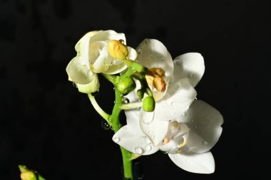 Güzel parlak orkideler, çiçekler, yakın çekim.