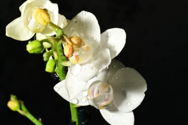 Güzel parlak orkideler, çiçekler, yakın çekim.