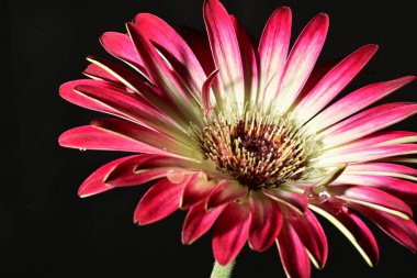 Koyu arkaplanda güzel parlak bir çiçek 