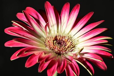 Koyu arkaplanda güzel parlak bir çiçek 