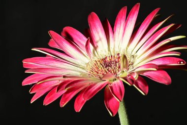 Koyu arkaplanda güzel parlak bir çiçek 