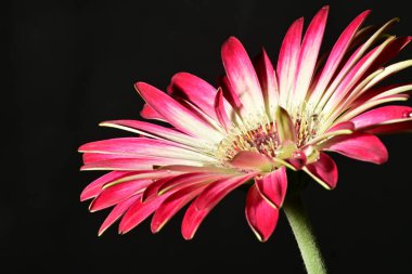 Koyu arkaplanda güzel parlak bir çiçek 