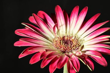 Koyu arkaplanda güzel parlak bir çiçek 