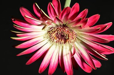 Koyu arkaplanda güzel parlak bir çiçek 