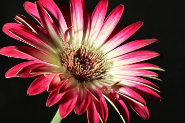 Koyu arkaplanda güzel parlak bir çiçek 